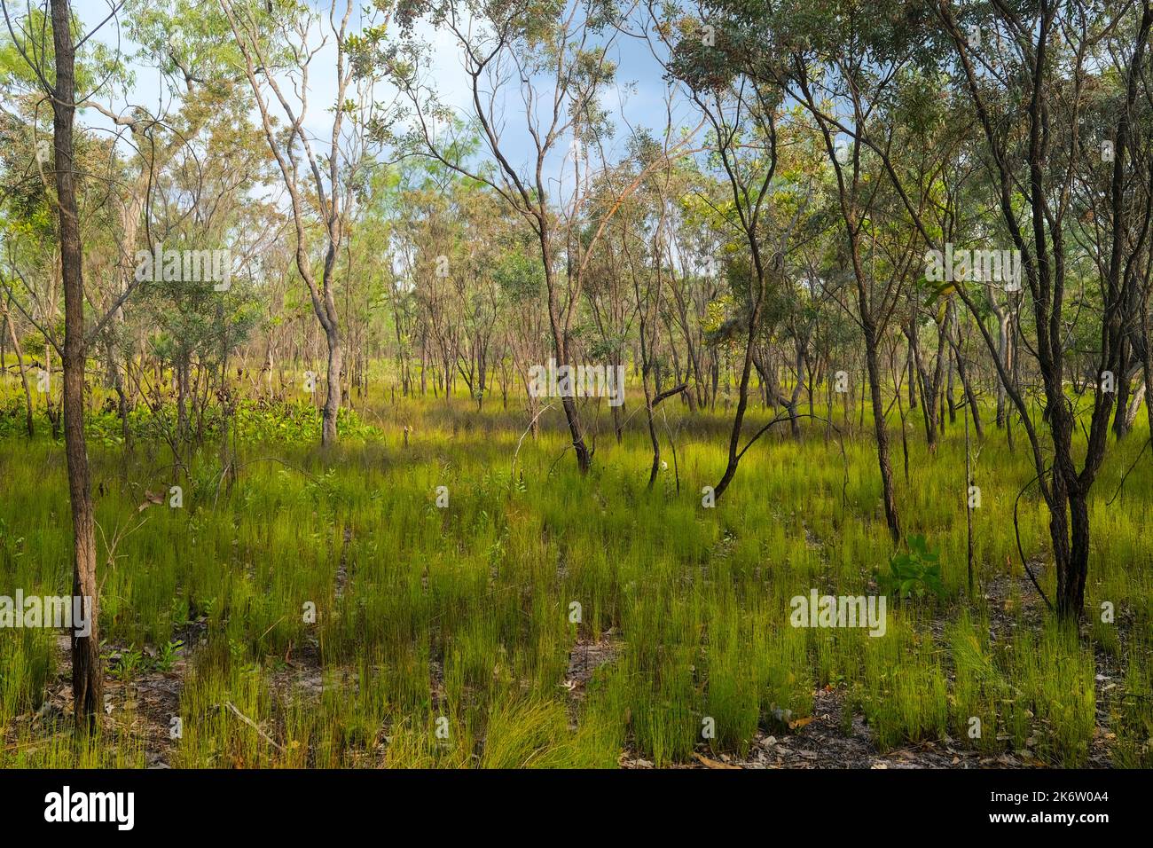 Litchfield National Park, el Territorio del Norte, Australia Foto de stock