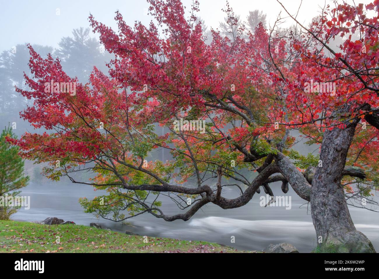 Magnífico árbol rojo sobre el río en la niebla temprana de la mañana Foto de stock