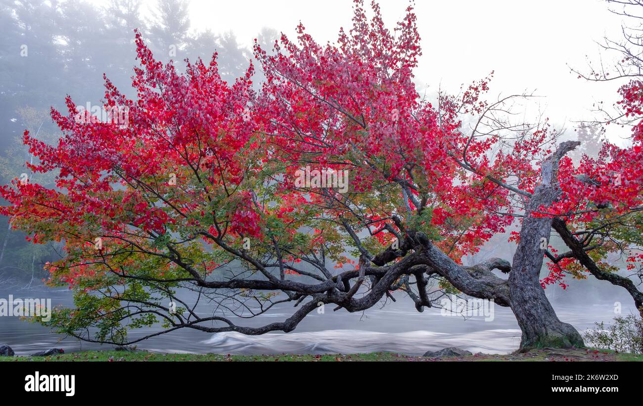 Majestuoso árbol rojo sobre el río en la niebla temprana de la mañana Foto de stock