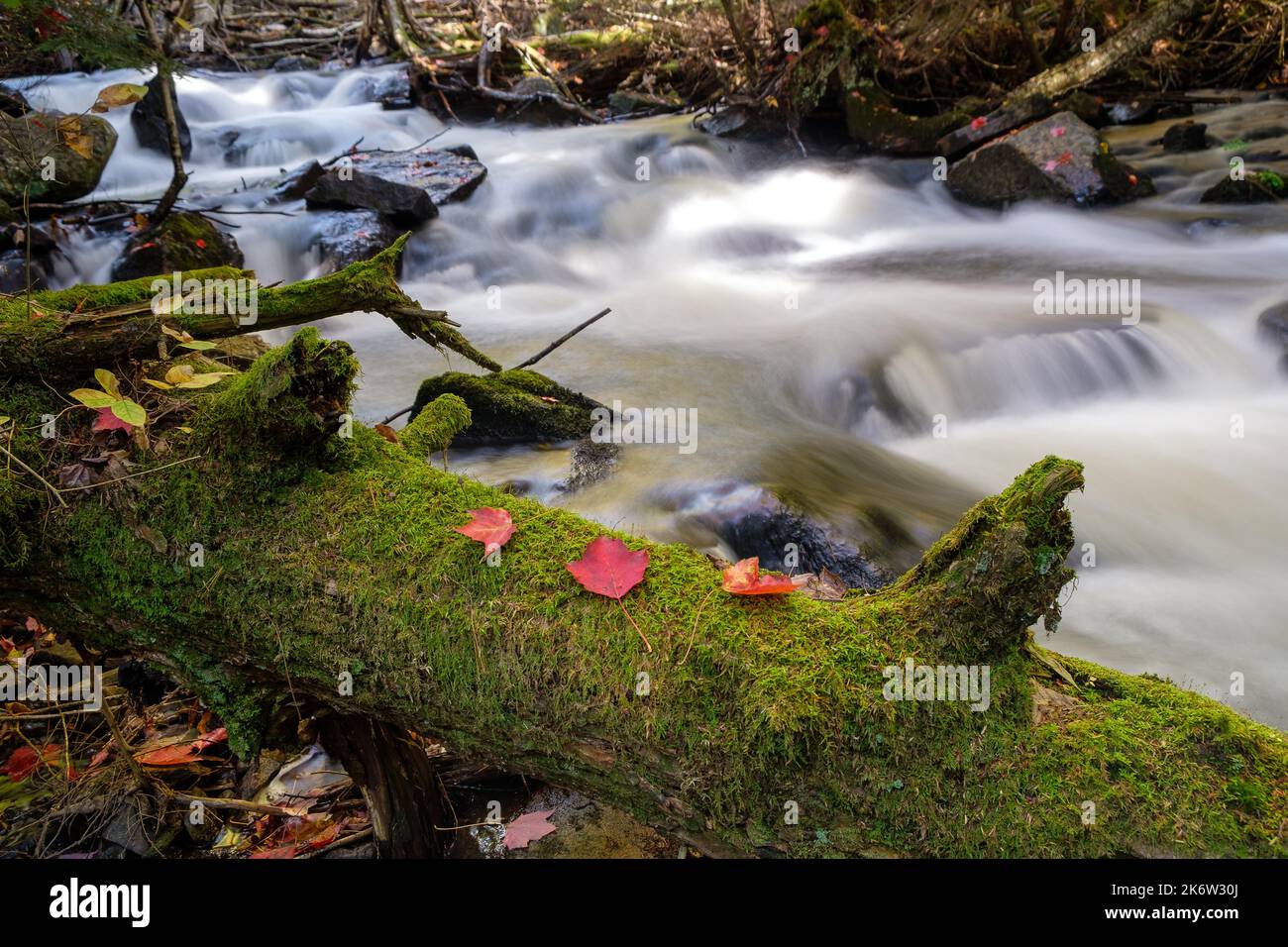 Color de otoño: Un árbol caído cubierto de musgo junto a un arroyo Foto de stock