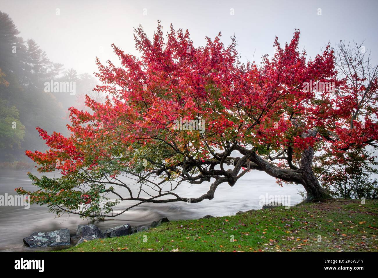 Enorme árbol rojo parado sobre un lago en una mañana de niebla Foto de stock