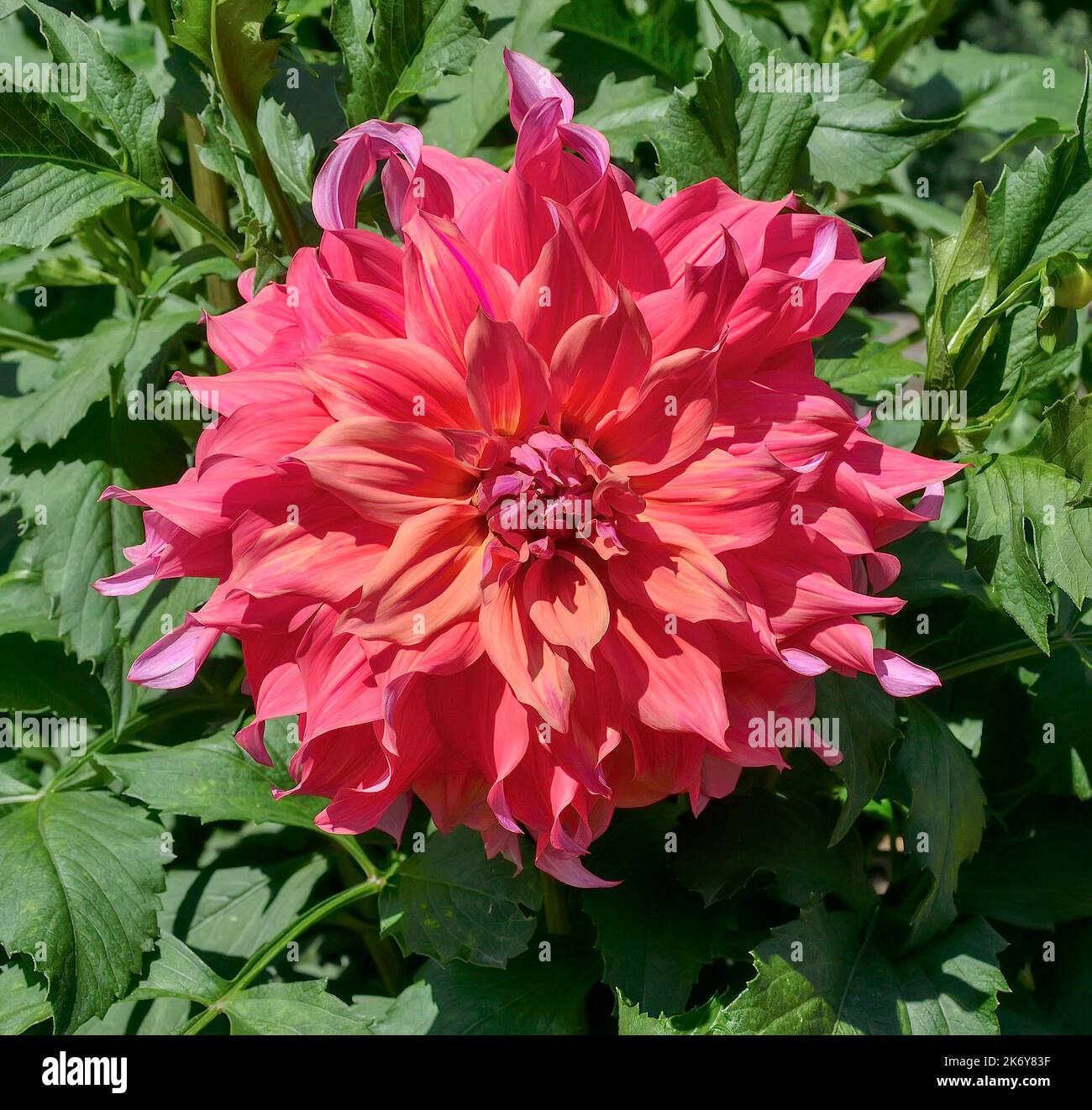 Altamente ornamental Delimitly delicada flor de dahlia rosa-púrpura, variedad Islander. Preciosa cabeza de flor otoñal doble de dahlia de flores grandes Foto de stock