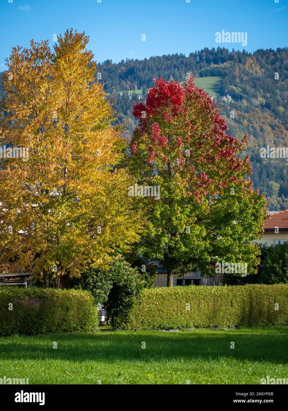 Hojas de colores en el bosque de Austria Foto de stock