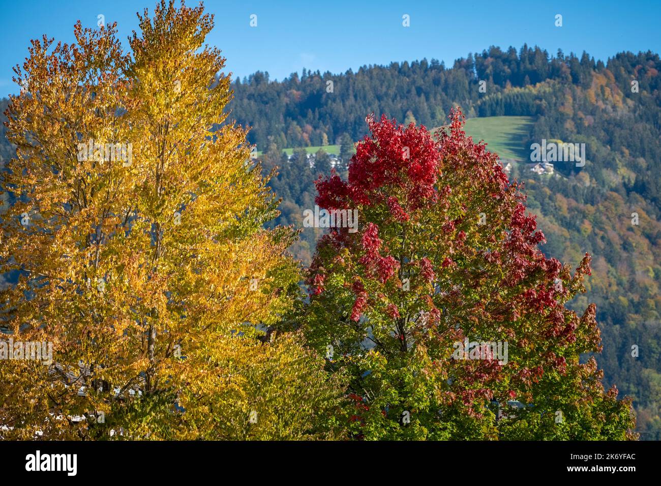 Hojas de colores en el bosque de Austria Foto de stock