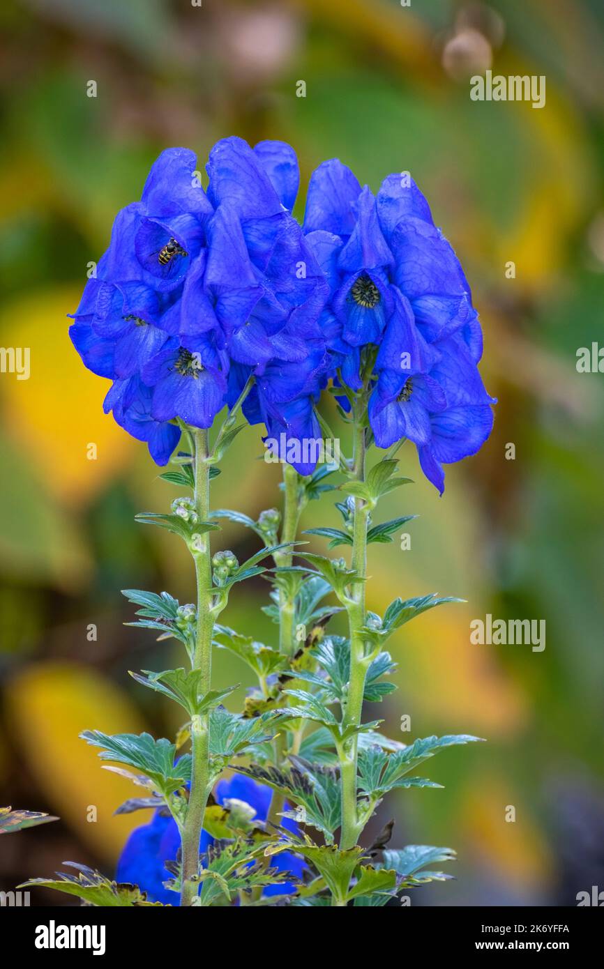flores de colores y planta en un jardín Foto de stock