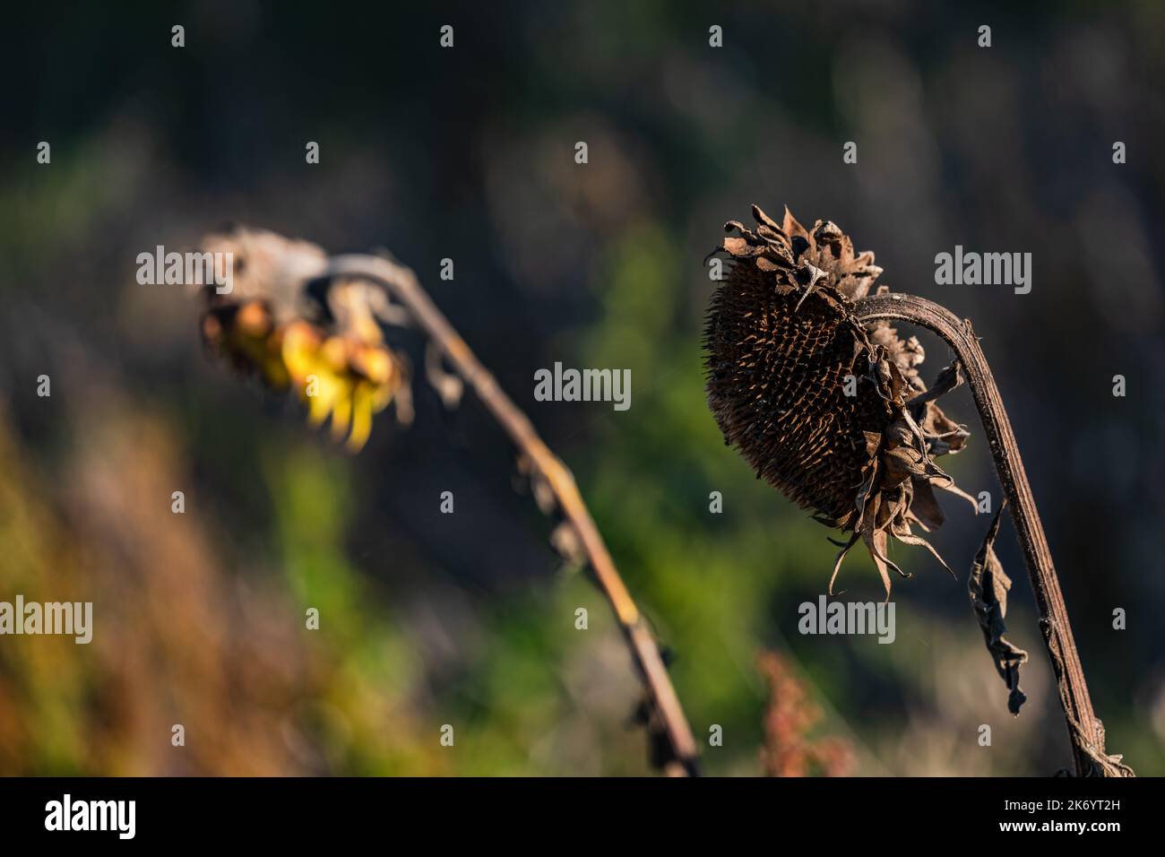 Un girasol marrón con semilla cultivada sobre un fondo soleado en otoño Foto de stock
