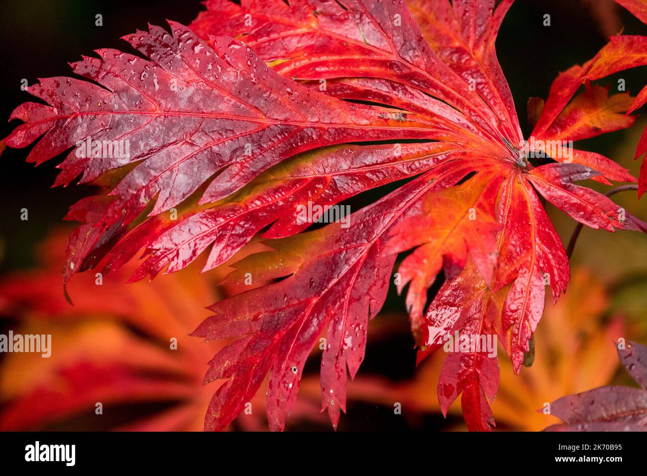 Arce, Hoja, Acer Hoja roja Primer plano Acer japonicum 'Aconitifolium' Arce japonés, Hau Hiwa, Arce de pavo real danzante Foto de stock