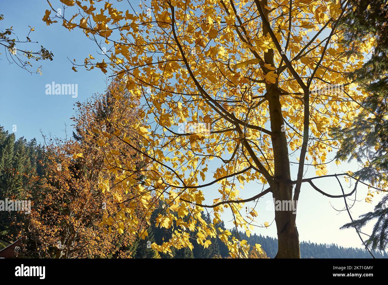 Detalle del bosque de otoño Foto de stock