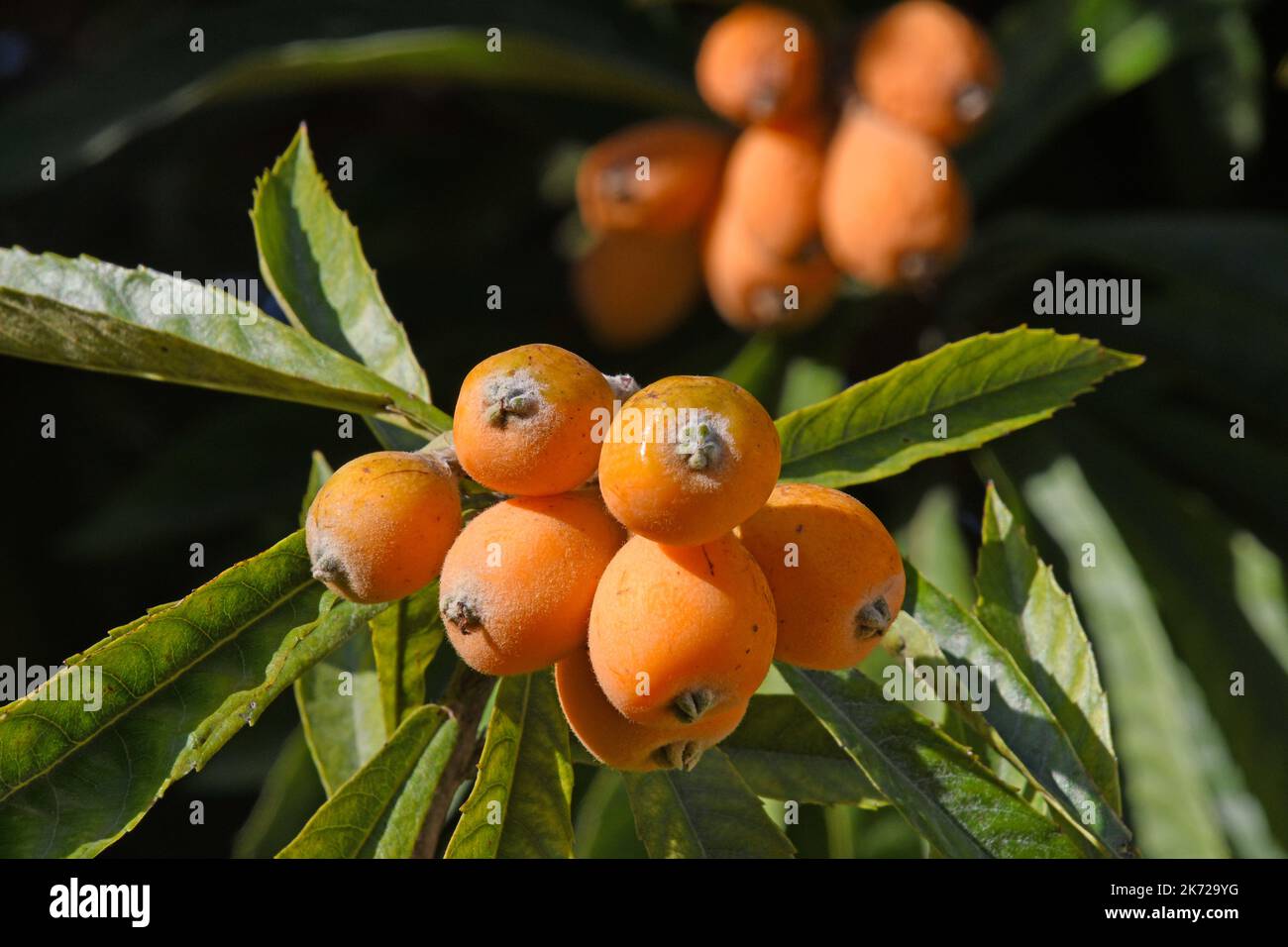 Loquat - fruta en árbol. Foto de stock