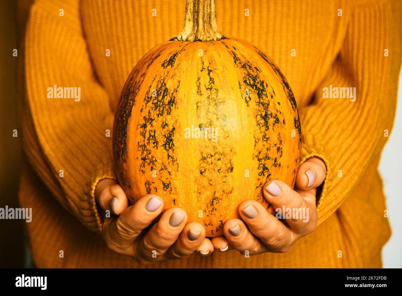 Calabaza en las manos de la mujer con naranja cálido suéter de lana otoño acogedor Foto de stock