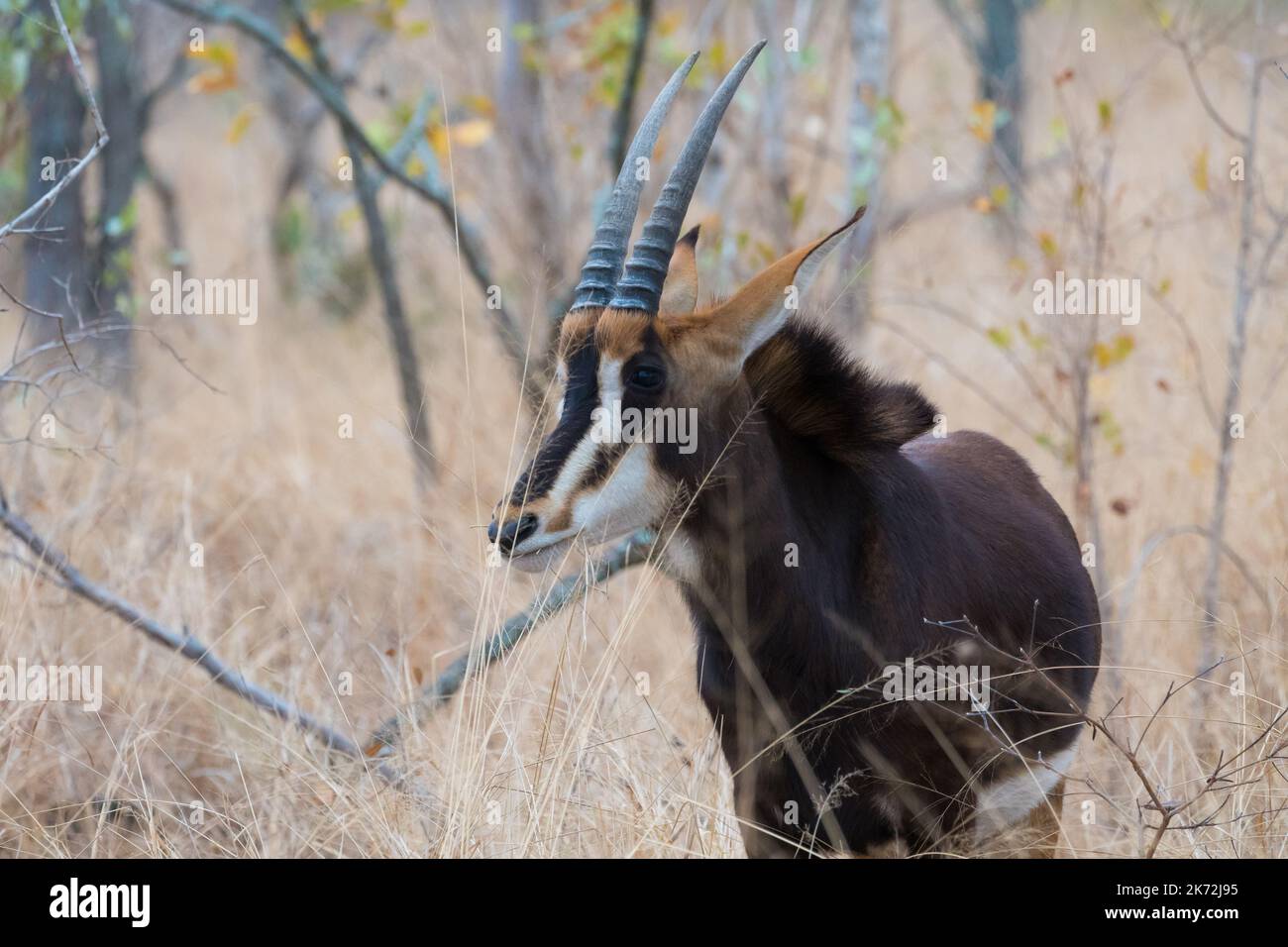 Antílope Sable (Hippotragus niger) Primer plano de la cara, la cabeza, los cuernos en la naturaleza del Parque Nacional Kruger, Sudáfrica Foto de stock