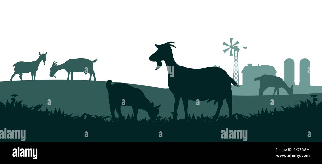 Cabras pastando. Silueta de la imagen. Animales de granja. Animales para leche y productos lácteos. Aislado sobre fondo blanco. Vector. Ilustración del Vector