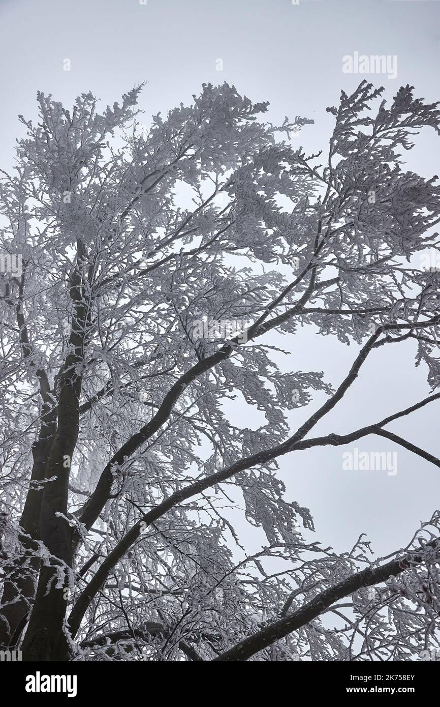 Ramas heladas de Foggy Forest Foto de stock