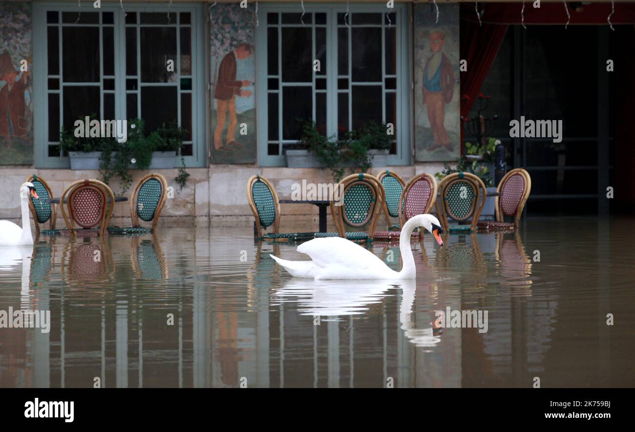 Chatou, Francia, jan 30th 2018 Los cisnes disfrutan de las inundaciones del río Sena frente a La