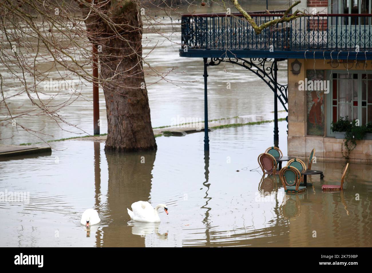 Chatou, Francia, jan 30th 2018 Los cisnes disfrutan de las inundaciones del río Sena frente a La