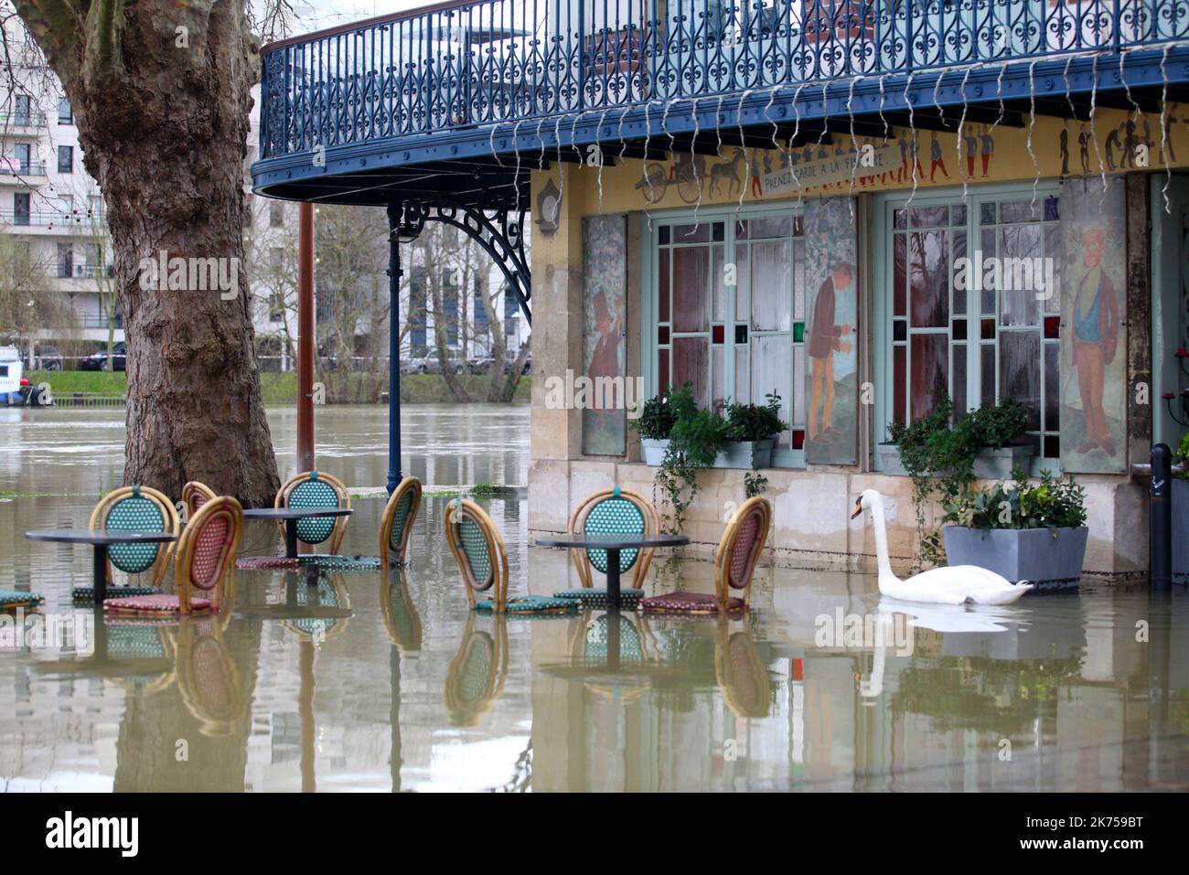 Chatou, Francia, jan 30th 2018 Los cisnes disfrutan de las inundaciones del río Sena frente a La