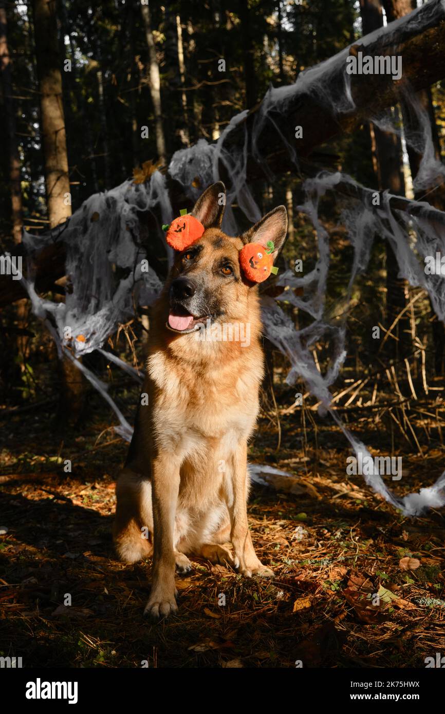Concepto de mascotas como personas. El Pastor Alemán celebra Halloween en el bosque. El perro lleva diadema con calabazas naranjas en la cabeza, se sienta contra el fondo de sp Foto de stock