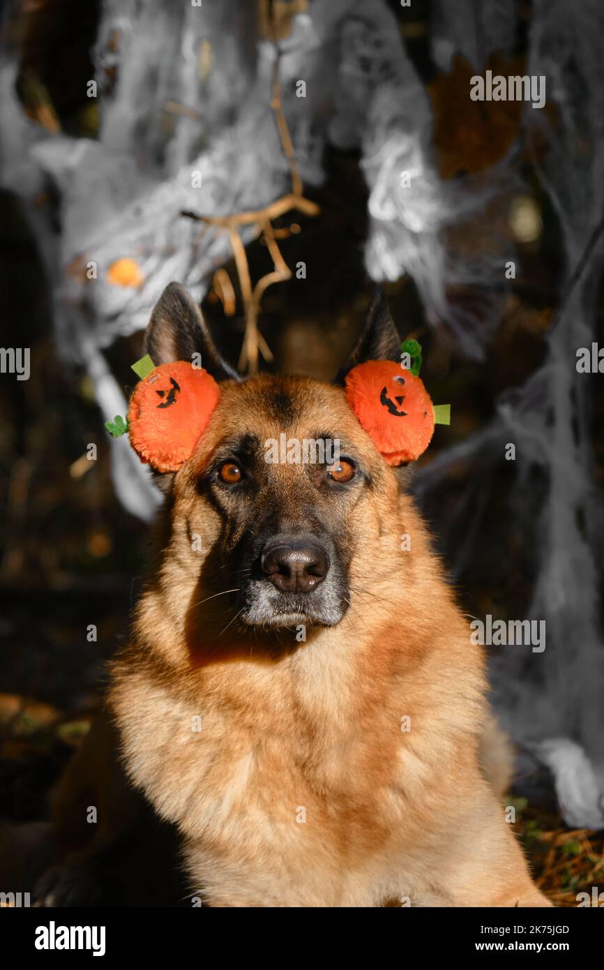 El Pastor Alemán celebra Halloween en el bosque. El perro lleva diadema con calabazas de color naranja, retrato de cerca contra el telón de fondo de la tela de araña en decoración Foto de stock