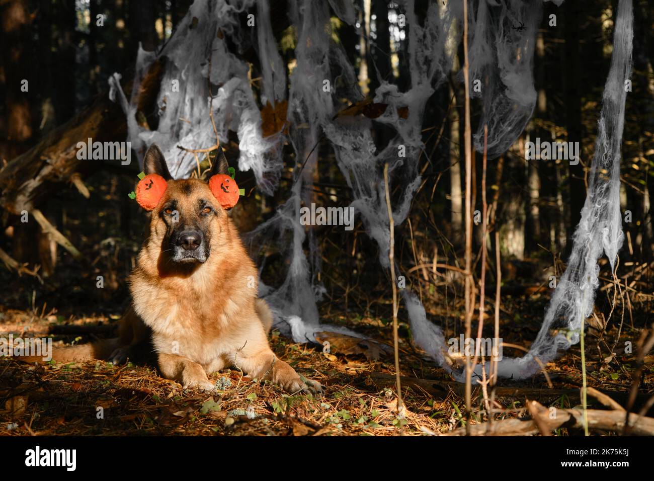 El Pastor Alemán celebra Halloween en el bosque. El perro miente y lleva la diadema con calabazas de naranja, retrato sobre el fondo de la decoración de la tela de la araña en fo Foto de stock