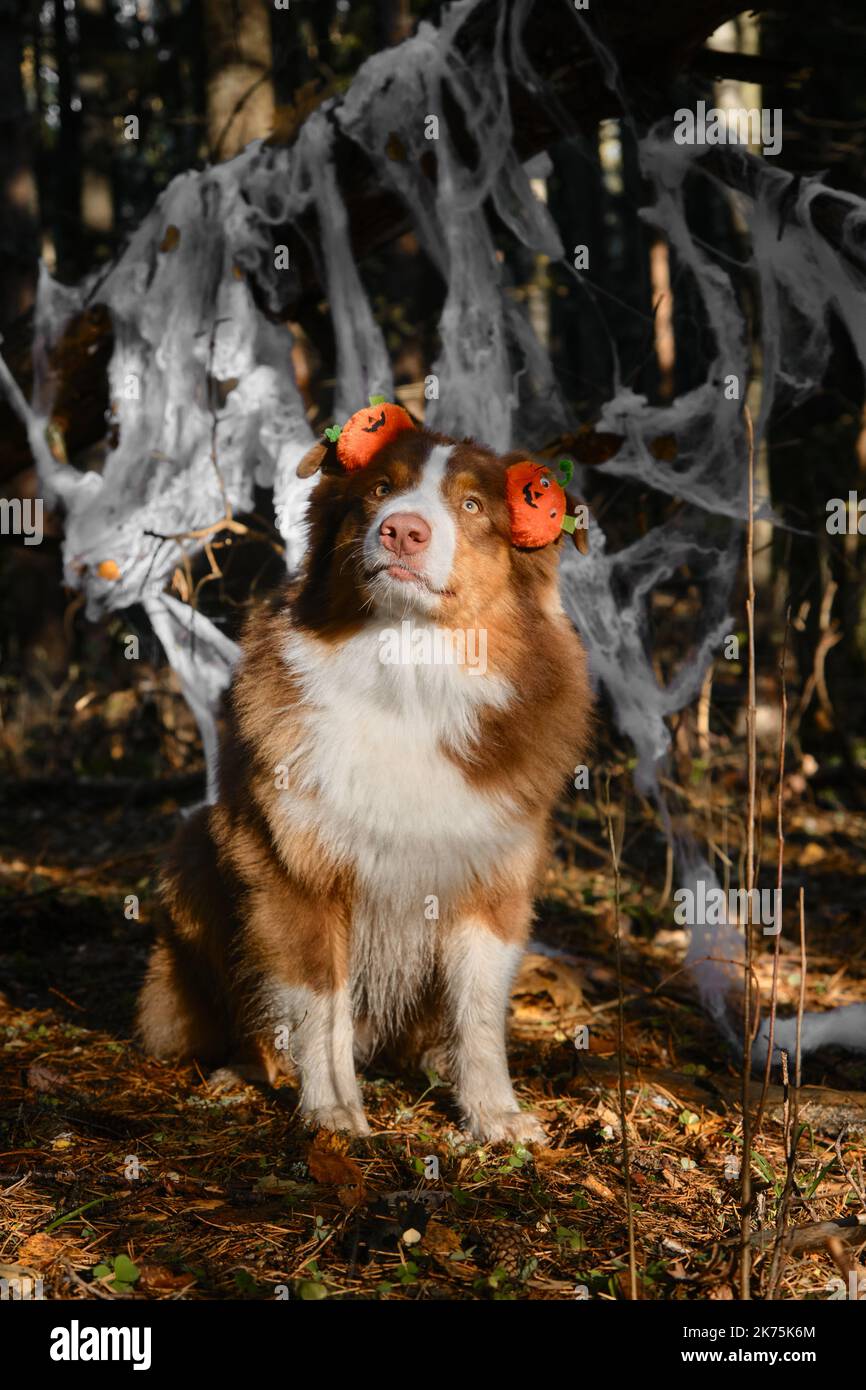 El perro australiano está sentado con diadema con calabazas de color naranja, retrato sobre el fondo de la decoración de tela de araña en el parque de otoño del bosque. Shepher australiano Foto de stock