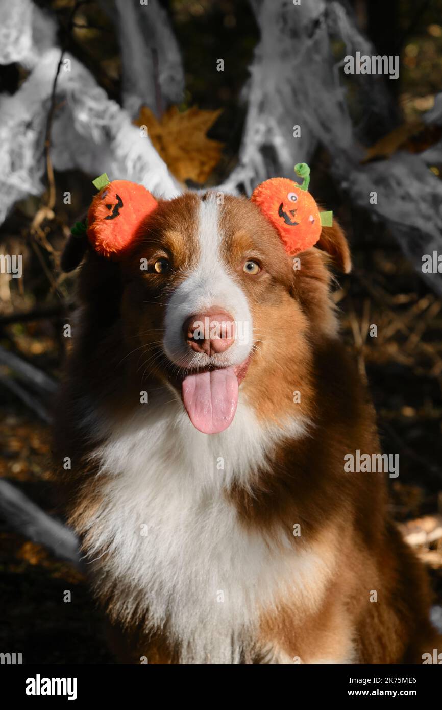 El Pastor Australiano sonríe y celebra Halloween en el bosque. Perro australiano sentado y con diadema con calabazas de color naranja, primer plano retrato contra Foto de stock
