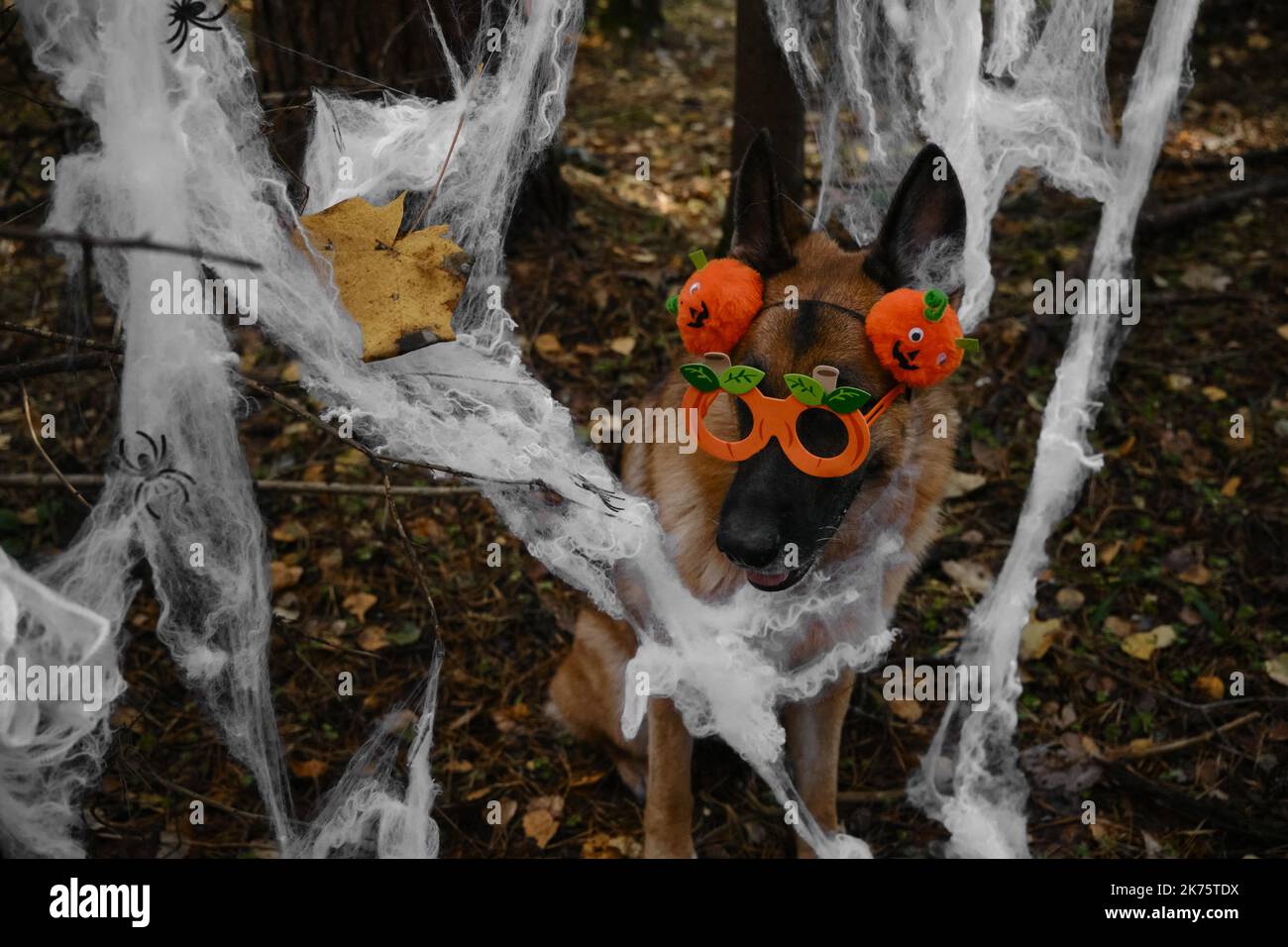 Pastor Alemán Smiling celebra Halloween en el bosque. El perro feliz lleva diadema y gafas con calabazas de naranja, tela de araña de decoración en otoño Foto de stock