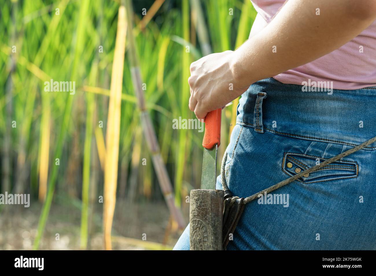 Cutting sugar cane fotografías e imágenes de alta resolución - Alamy