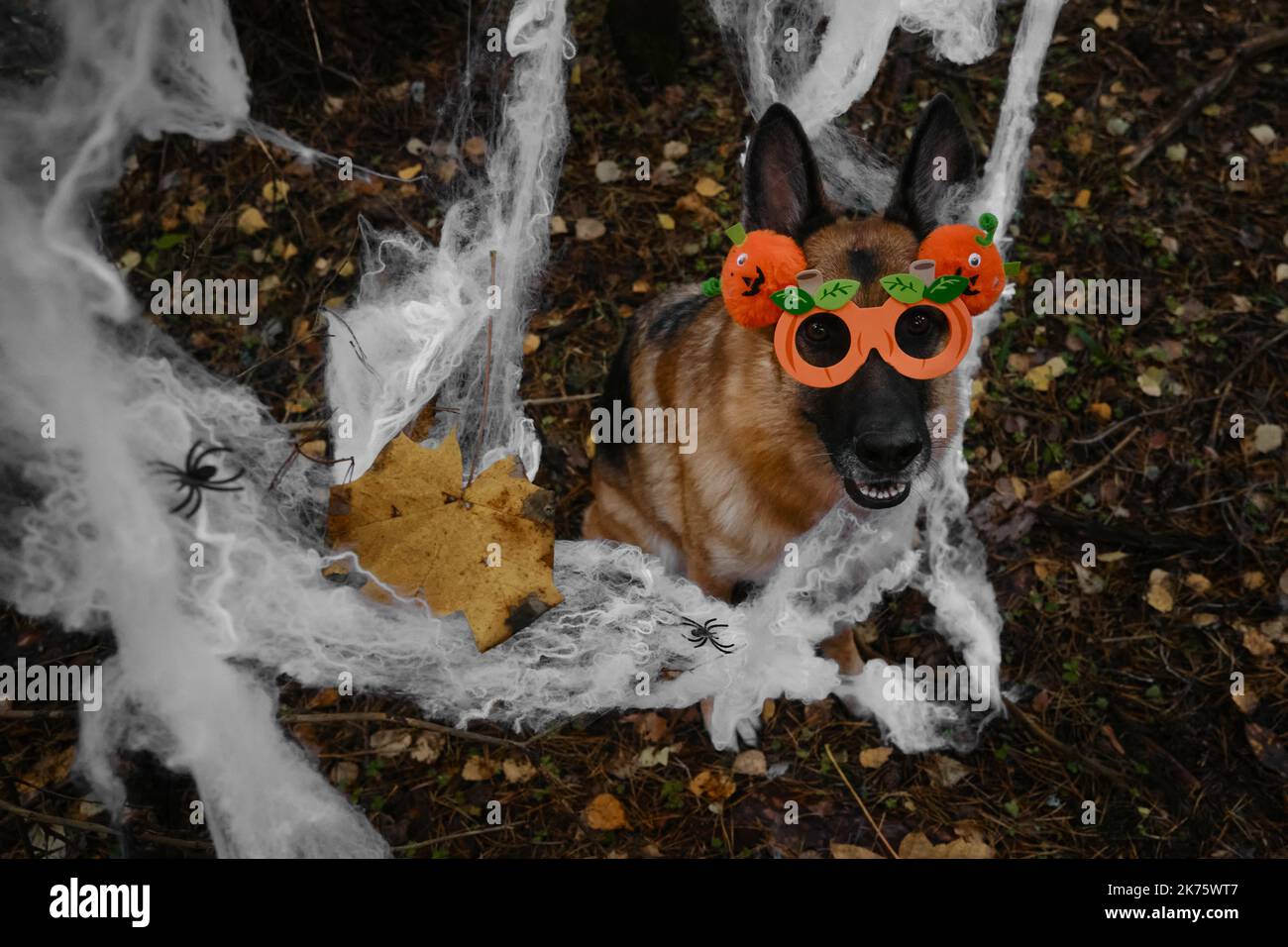 Pastor Alemán Smiling celebra Halloween en el bosque. El perro feliz lleva diadema y gafas con calabazas de naranja, tela de araña de decoración en otoño Foto de stock