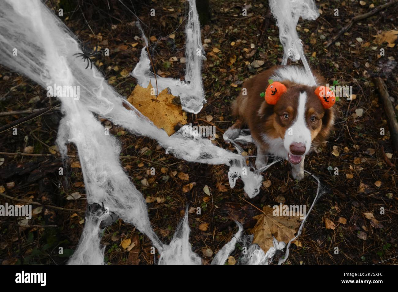Concepto de mascotas como personas. El perro pastor australiano sonríe y celebra Halloween en el bosque. Aussie lleva diadema con calabazas de color naranja, se sienta al lado de Foto de stock