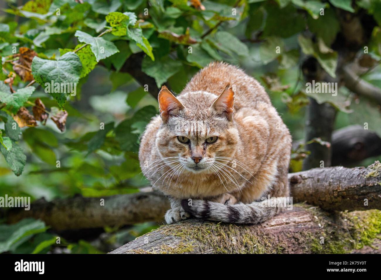 Gato salvaje árabe / gato salvaje de Gordon (Felis lybica lybica / Felis Silvestris gordoni) subespecie de gato salvaje que habita la Península Arábiga Foto de stock