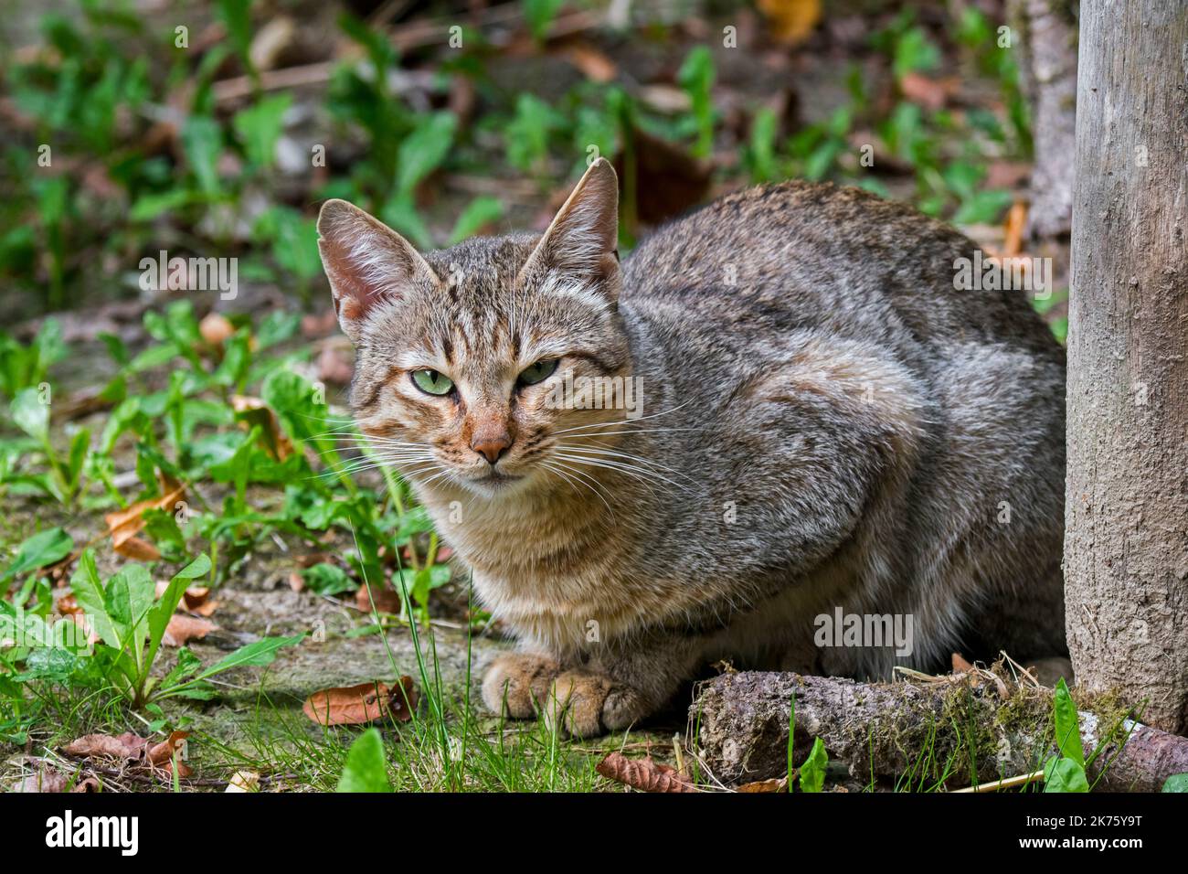 Gato salvaje árabe / gato salvaje de Gordon (Felis lybica lybica / Felis Silvestris gordoni) subespecie de gato salvaje que habita la Península Arábiga Foto de stock