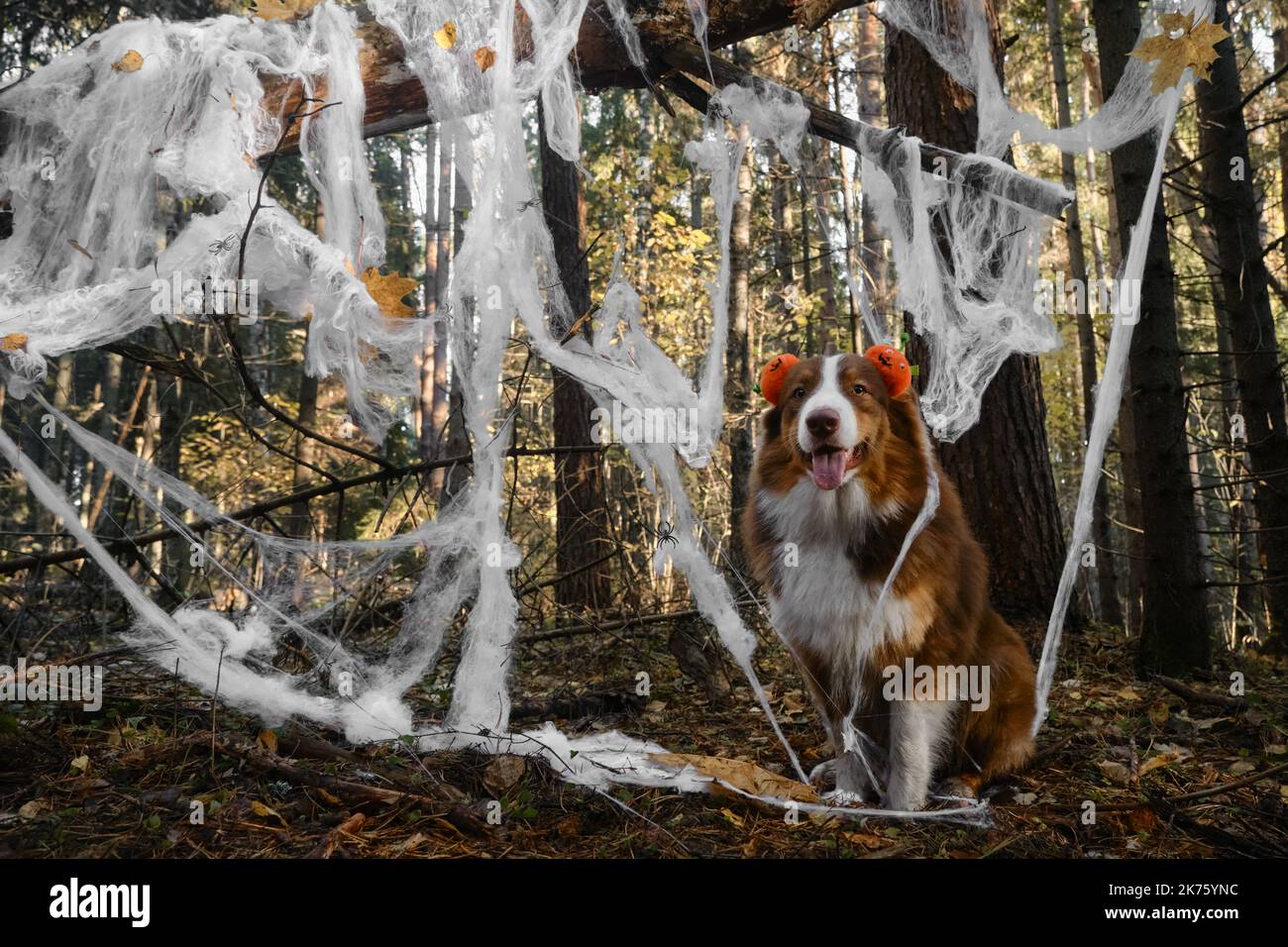 El perro pastor australiano sonríe y celebra Halloween en el bosque. Aussie se sienta y usa diadema con calabazas de color naranja, tela de araña de decoración en otoño Foto de stock
