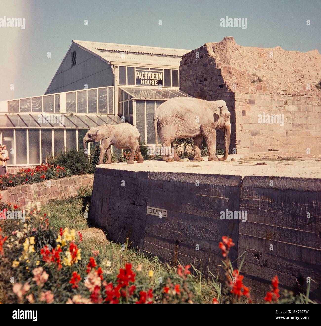 Una fotografía vintage de 1964 colores que muestra elefantes en el zoológico de Chester en Inglaterra. Foto de stock