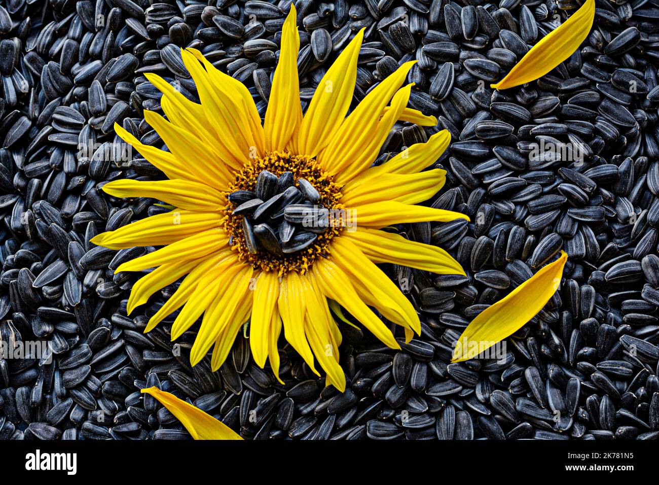 Flor de girasol sobre el fondo de semillas negras maduras. Concepto de  grasa vegetal Fotografía de stock - Alamy