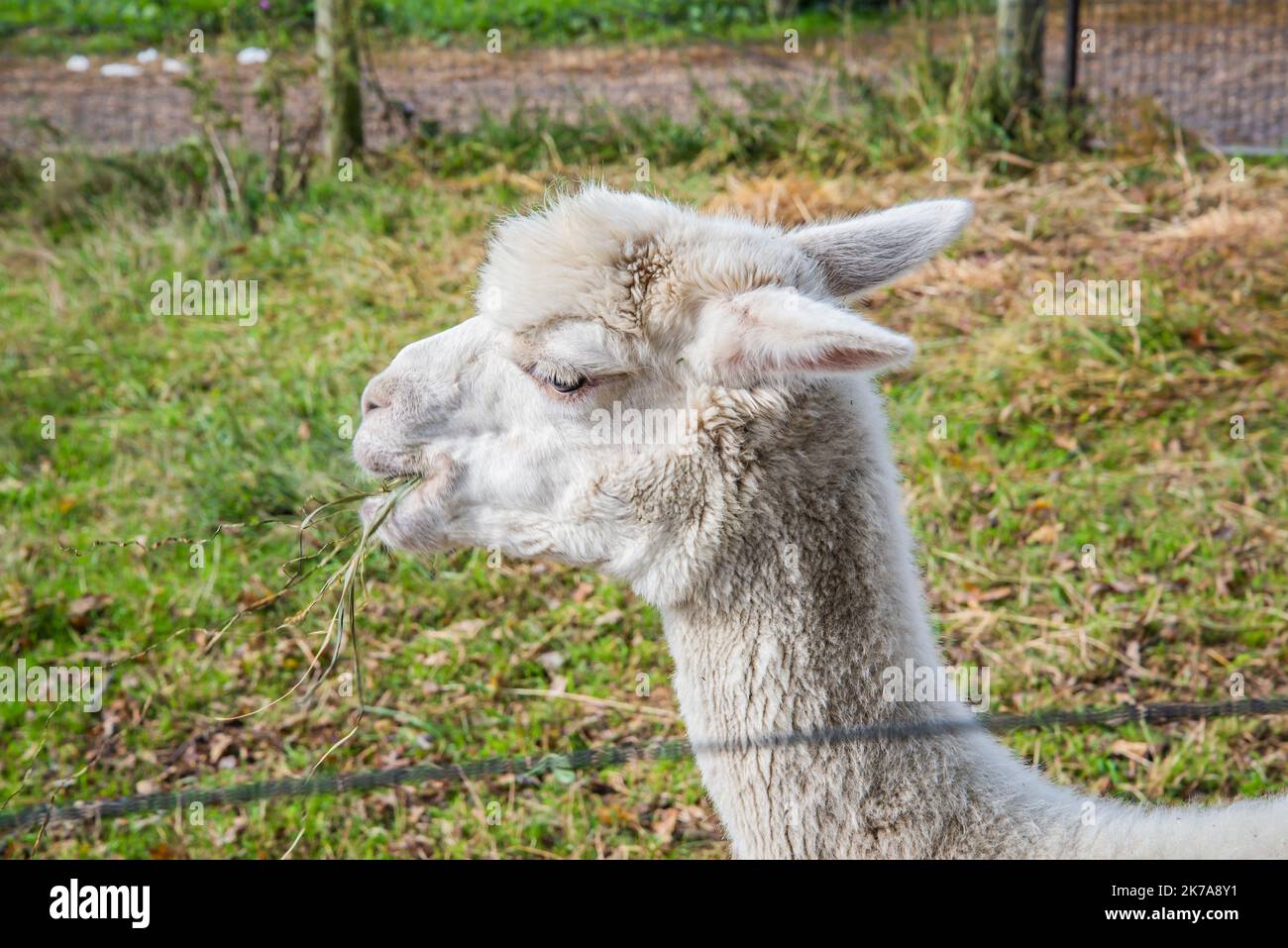 Una vista de las diferentes caras de las alpacas Foto de stock