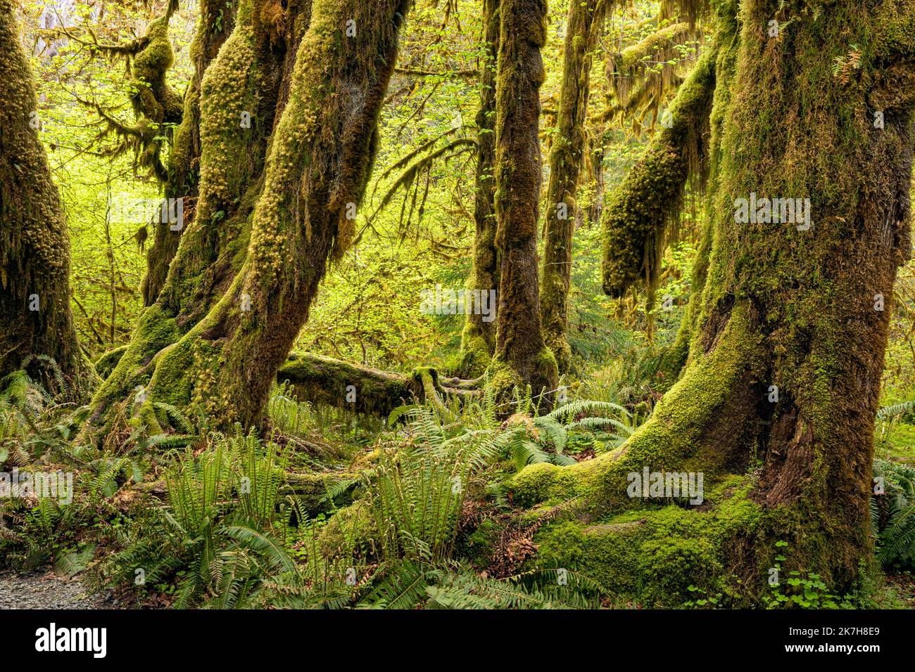 Helechos musgos helechos fotografías e imágenes de alta resolución Alamy