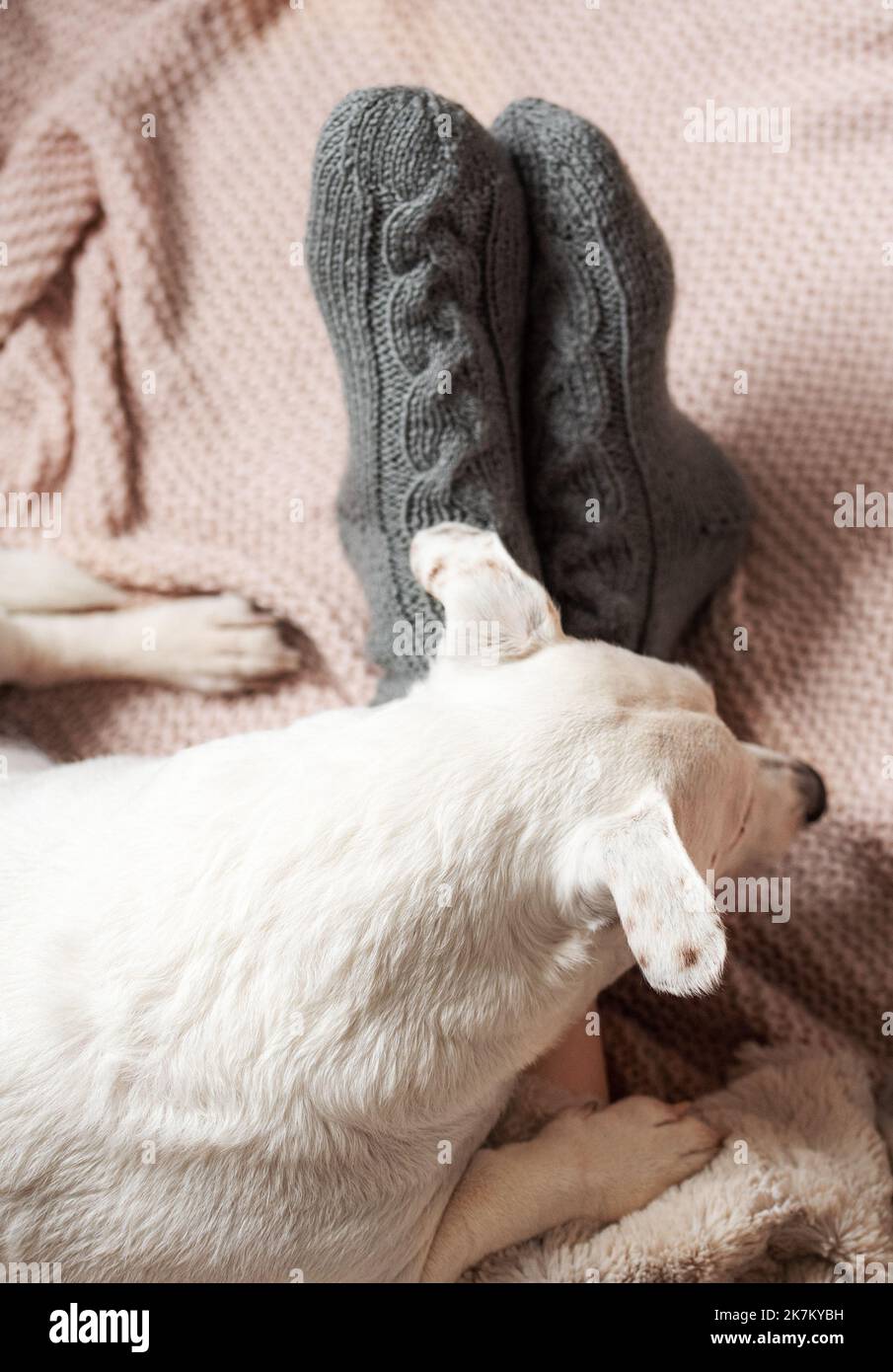 Piernas de una niña en calcetines abrigados de punto. Piernas femeninas en calcetines cálidos a cuadros. El perro duerme al lado de la chica. Concepto de temporada de calefacción Foto de stock
