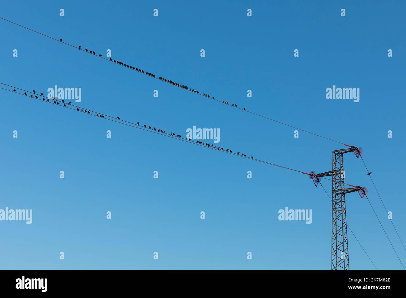 Alfileres comunes en líneas de energía contra el cielo azul Foto de stock