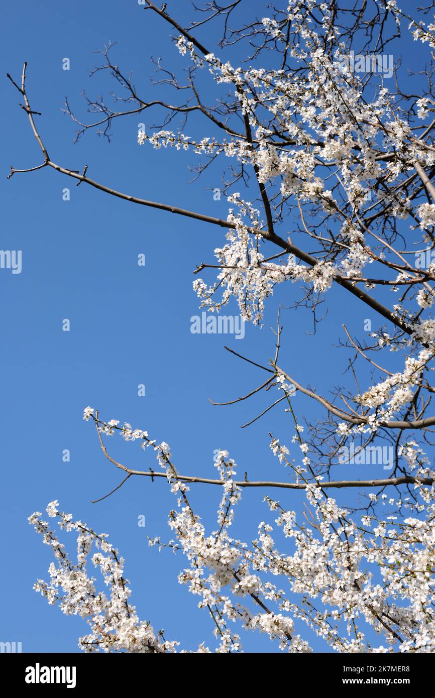 Ramas de cerezo en flor fotografías e imágenes de alta resolución - Alamy