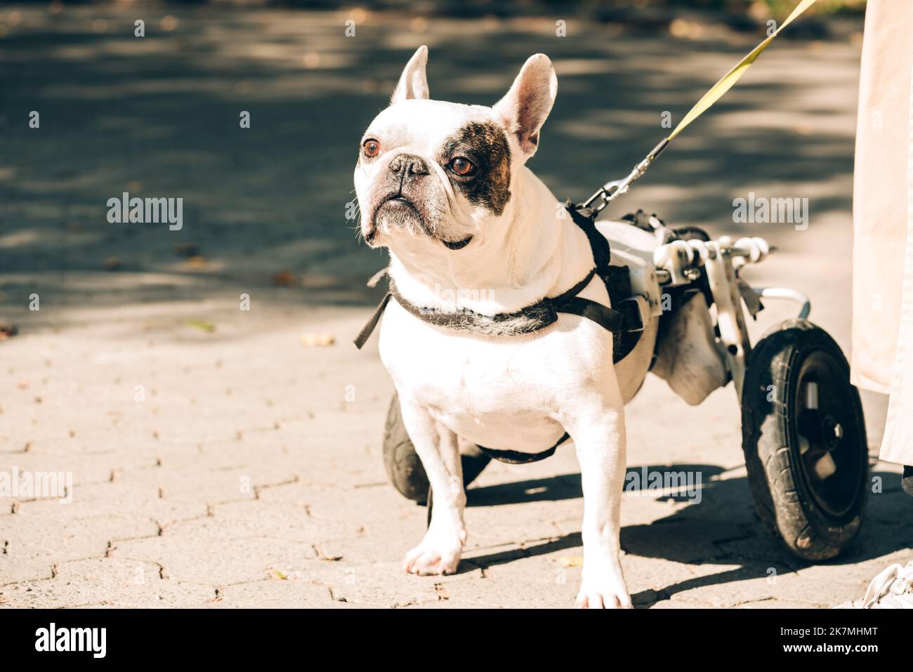 Perro con discapacidades caminando en silla de ruedas. Problemas comunes de  salud del bulldog francés. Problemas de movilidad del perro. Perro  paralizado en carro de ruedas Fotografía de stock - Alamy