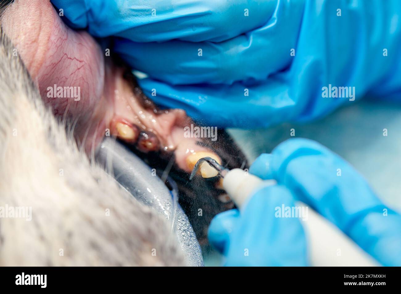 Odontología veterinaria. Cirujano dentista veterinario trata y elimina los dientes de un perro bajo anestesia general en el quirófano de un veterinario clini Foto de stock