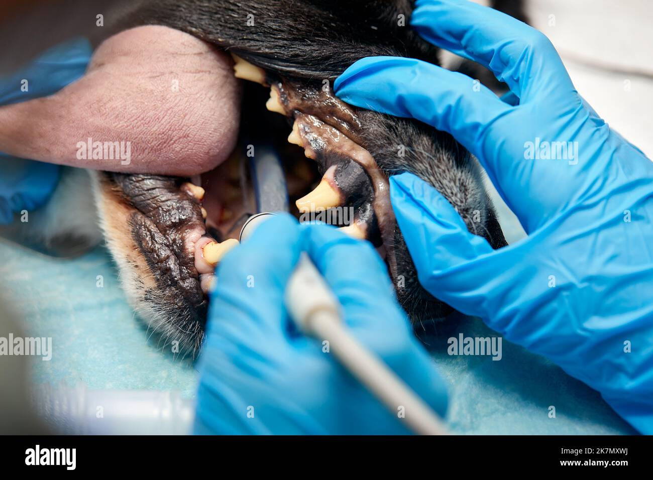 Odontología veterinaria. Cirujano dentista veterinario trata y elimina