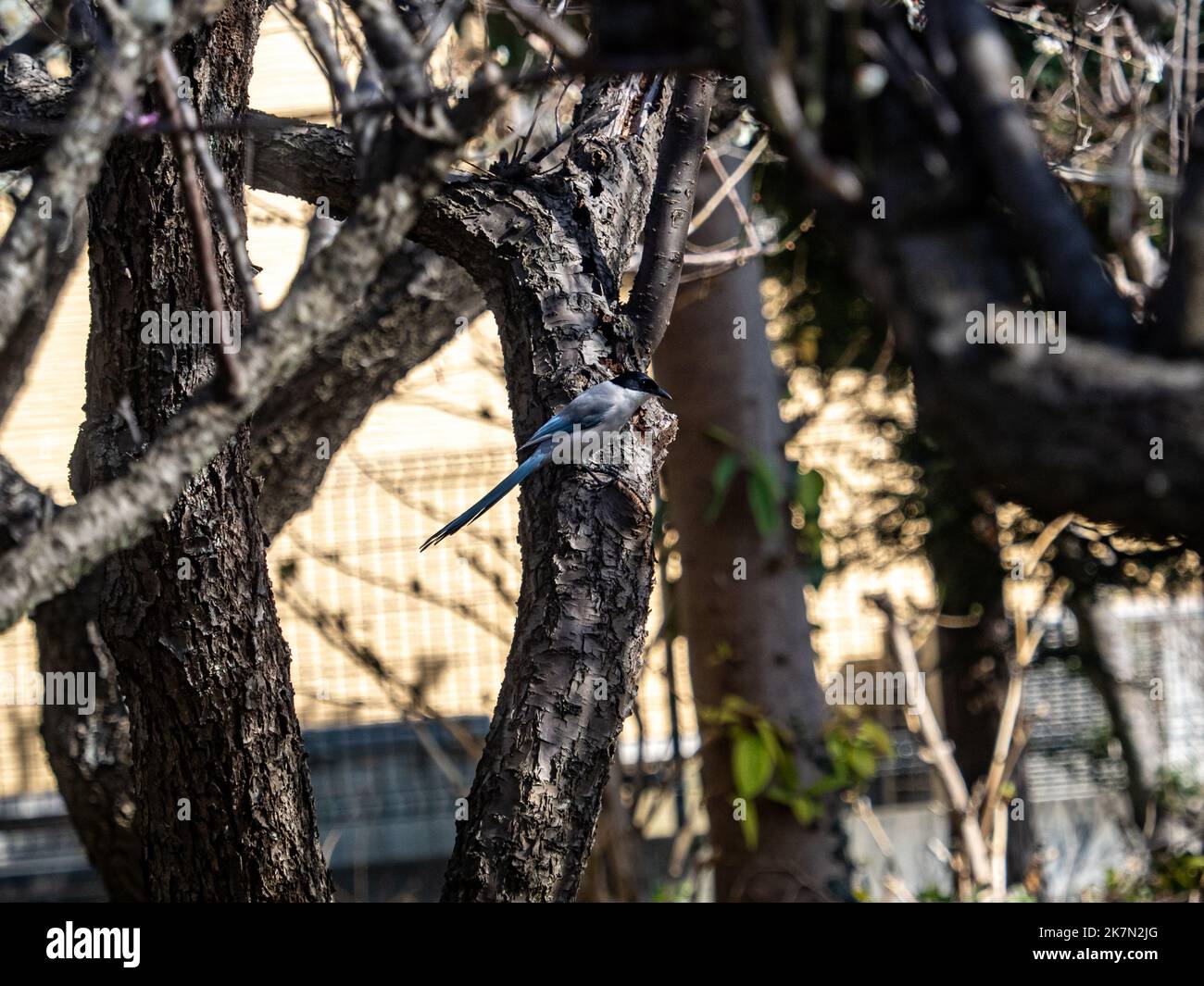 Un Magpie con alas de Azure que se asienta sobre una rama de un árbol en un huerto japonés de ciruelas Foto de stock
