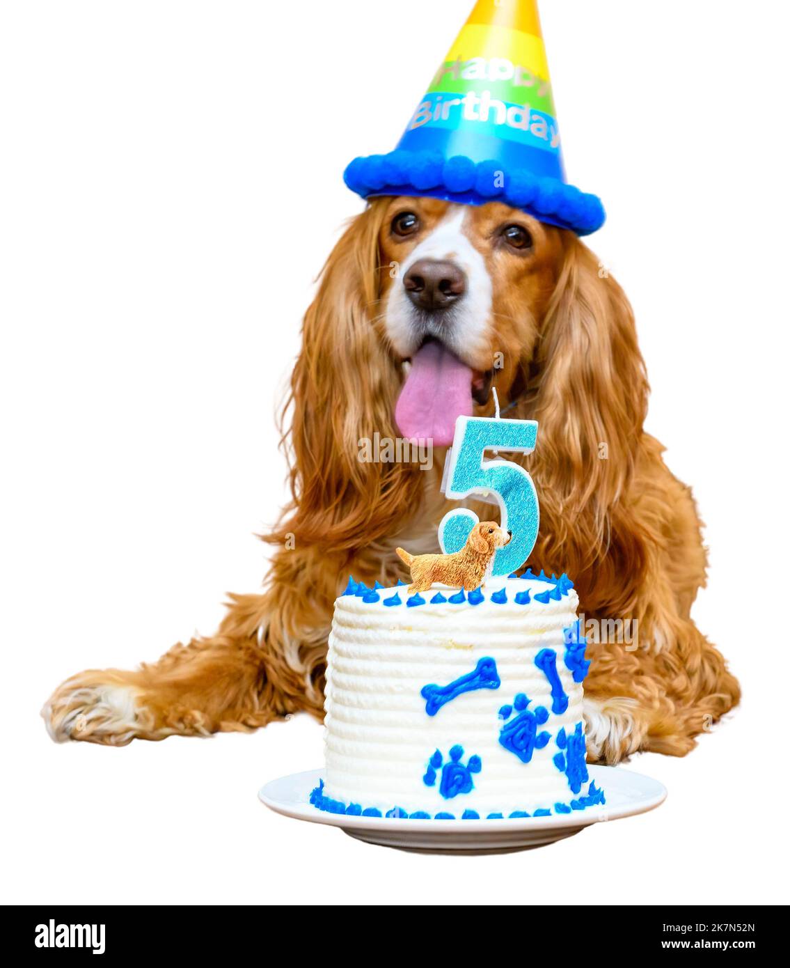Coqueta mascota de perro spaniel festejando su cumpleaños de cinco años. Ninguna gente Foto de stock