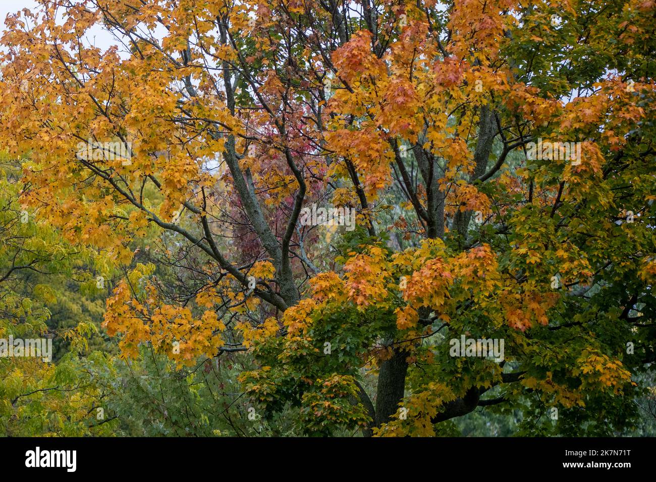 Vibrante otoño sale en un árbol de arce en Kingston, Ontario el lunes 17 de octubre de 2022. Foto de stock
