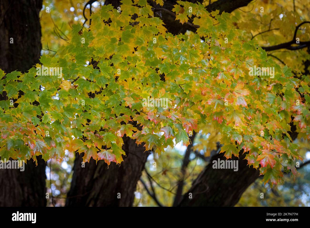 Vibrante otoño sale en un árbol de arce en Kingston, Ontario el lunes 17 de octubre de 2022. Foto de stock