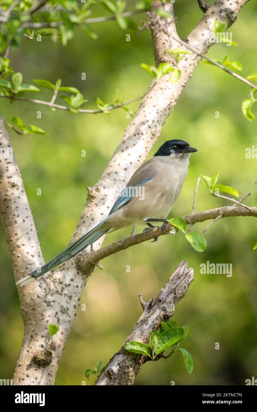 Primer plano de una hermosa magpie con alas azules sentada durante la primavera en un día soleado Foto de stock