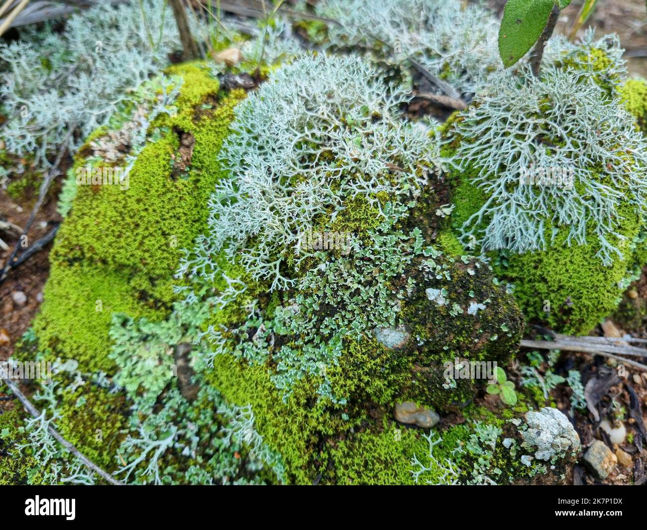 Macro vista del ecosistema de musgos de bosque de maleza, diversidad de especies naturales Foto de stock