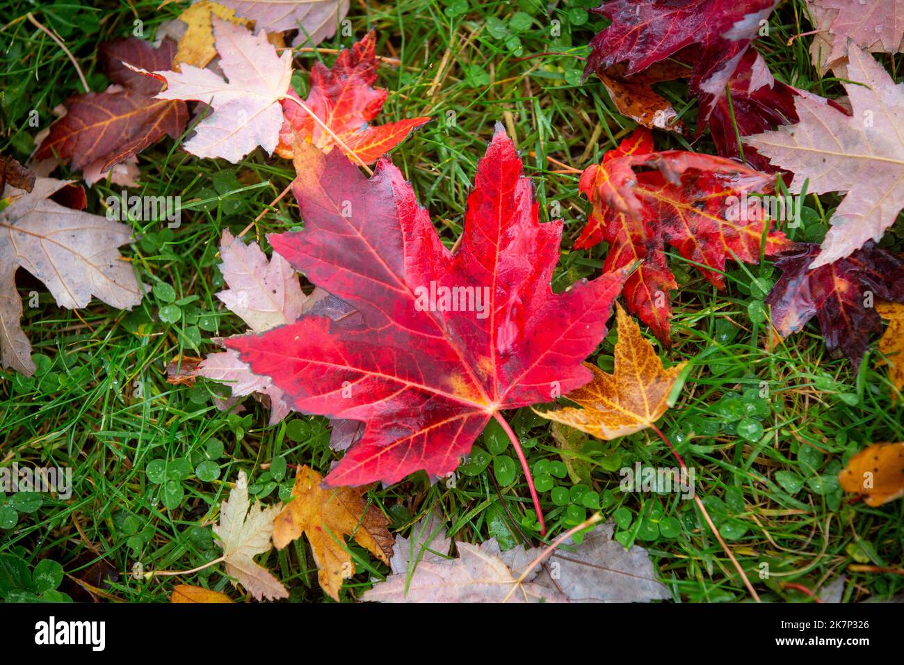 El vibrante otoño sale de un árbol de arce en Kingston, Ontario. Foto de stock
