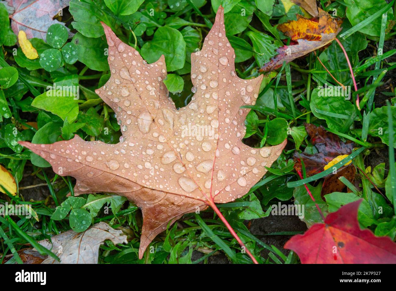 El vibrante otoño sale de un árbol de arce en Kingston, Ontario. Foto de stock